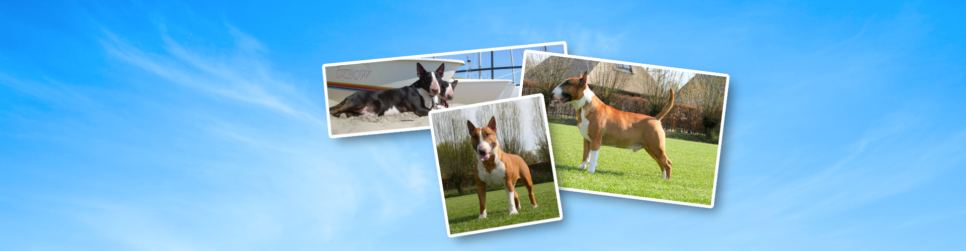 bull-terrier-cover-2.png